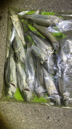 セイゴ（タイリクスズキ）の釣果