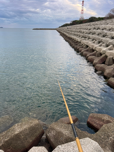 アイゴの釣果