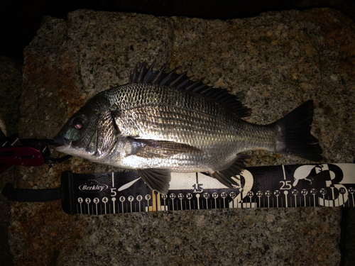 クロダイの釣果