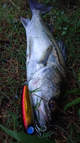 シーバスの釣果