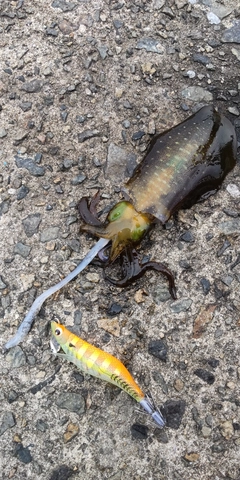 アオリイカの釣果