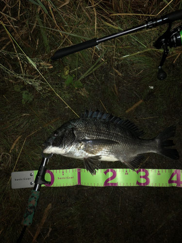 クロダイの釣果