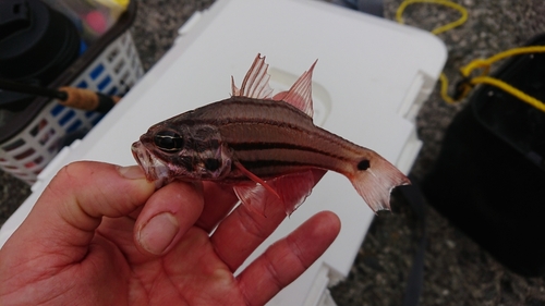 オオスジイシモチの釣果