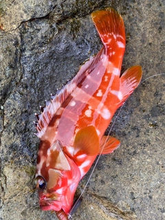 アカハタの釣果