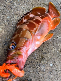 アカハタの釣果