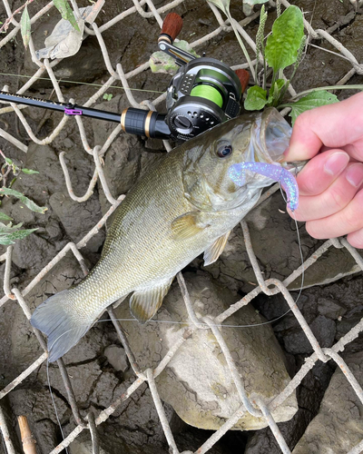 スモールマウスバスの釣果