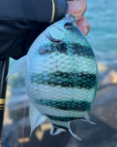 オヤビッチャの釣果