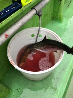 サワラの釣果