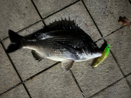 クロダイの釣果