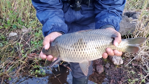 コイの釣果