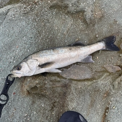 マルスズキの釣果