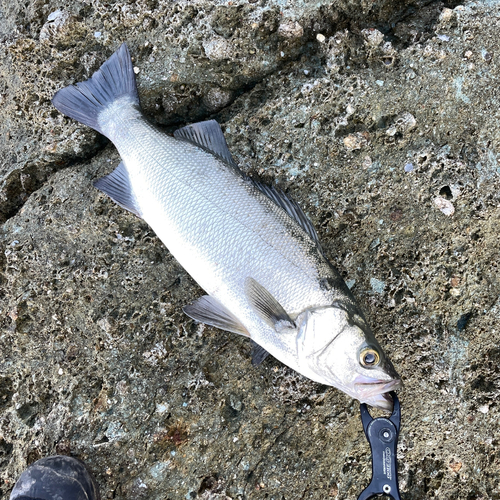 フッコ（ヒラスズキ）の釣果