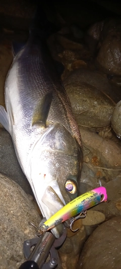 シーバスの釣果