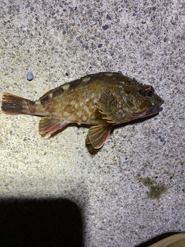 カサゴの釣果