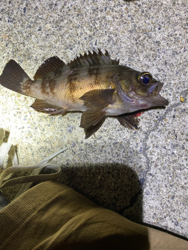 メバルの釣果