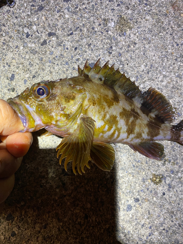 カサゴの釣果