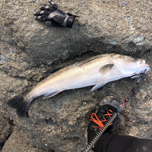 マルスズキの釣果