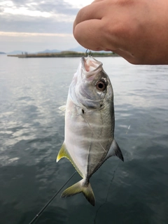 メッキの釣果