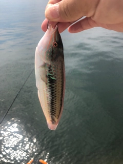 キュウセンの釣果
