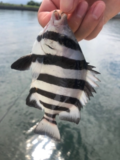サンバソウの釣果