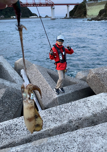 アオリイカの釣果