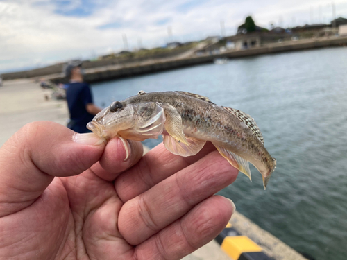 ハゼの釣果