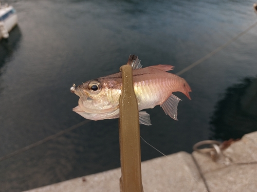 ネンブツダイの釣果