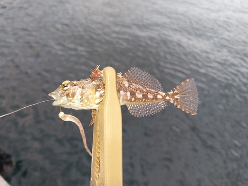 アナハゼの釣果