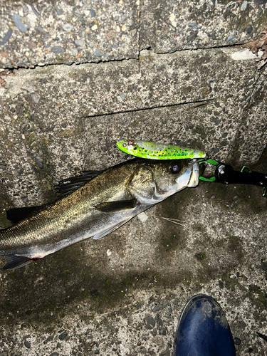 シーバスの釣果