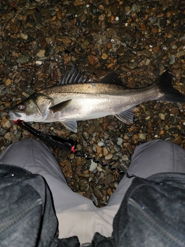 スズキの釣果