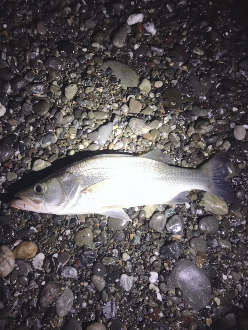 フッコ（ヒラスズキ）