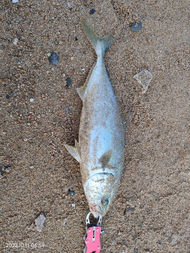 ヤズの釣果