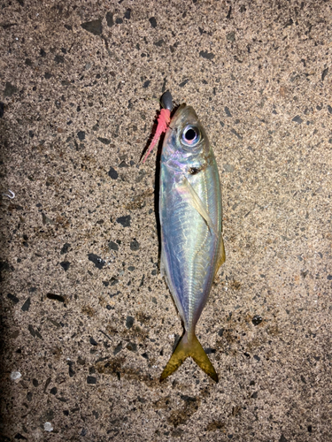 マアジの釣果