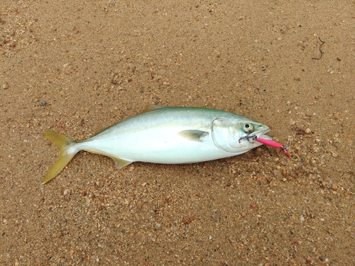 ブリの釣果