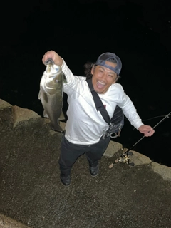 シーバスの釣果