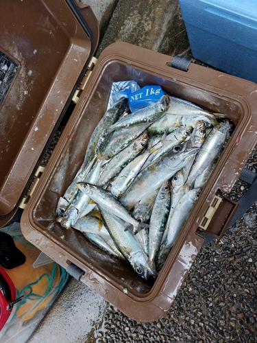 マイワシの釣果