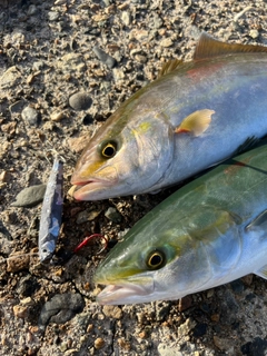 カンパチの釣果