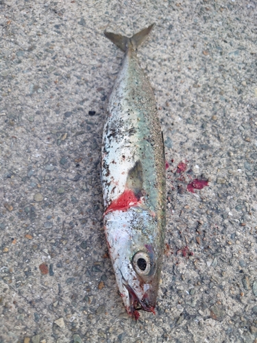 マサバの釣果