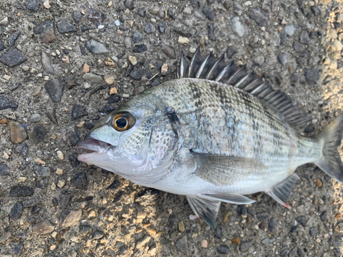 クロダイの釣果