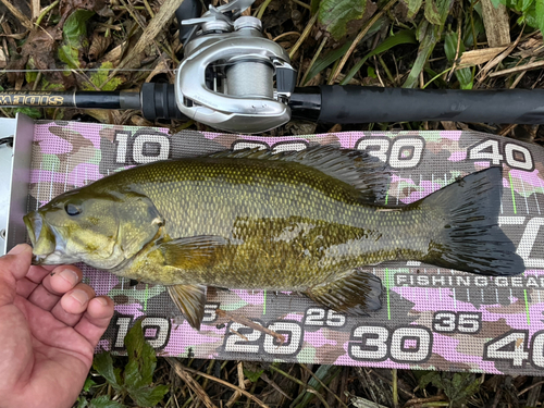 スモールマウスバスの釣果