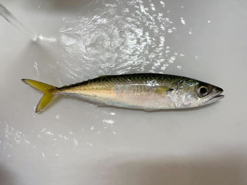 マサバの釣果