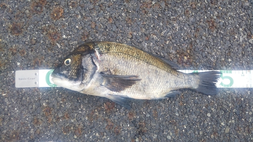 クロダイの釣果