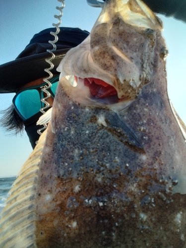 ソゲの釣果