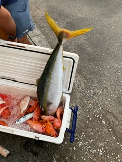 ケンサキイカの釣果