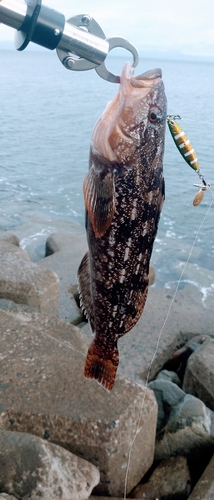 アイナメの釣果