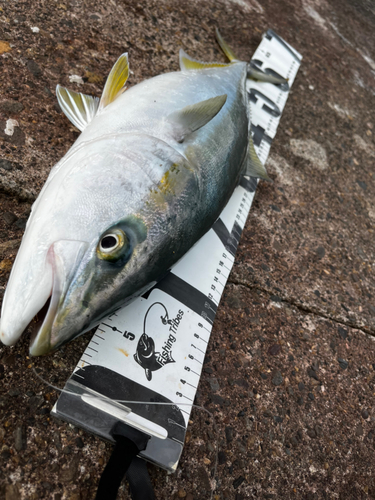 メジロの釣果