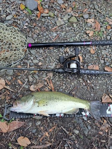 ブラックバスの釣果