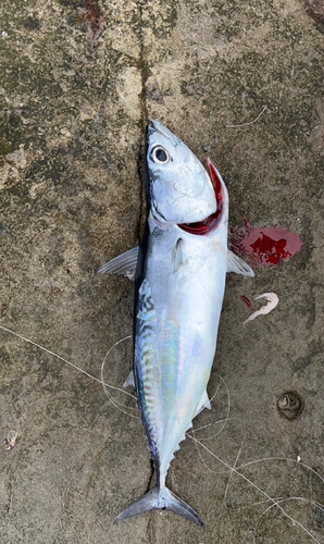 ソウダガツオの釣果