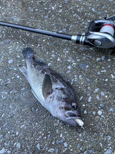 クロソイの釣果