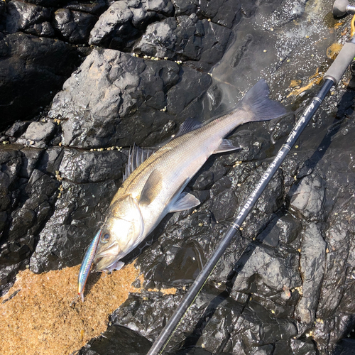 マルスズキの釣果